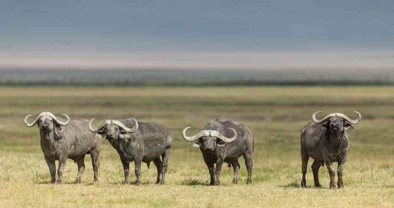 Ngorongoro Buffalo Bulls