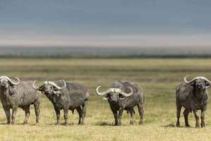 Ngorongoro Buffalo Bulls