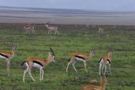 Thomson's Gazelle Masai Mara 