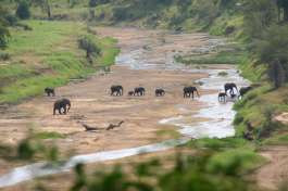 Elephants in Riverbed Serengeti 