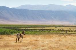 Ngorongoro Crater and Various Animals 