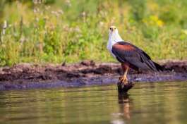 Fish Eagle at Lake Naivasha 