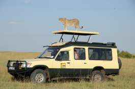Cheetah On Safari Vehicle Roof Masai Mara 