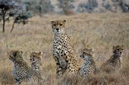 Serengeti Cheetah Family 