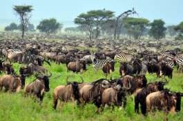 Migration Time in The Serengeti 