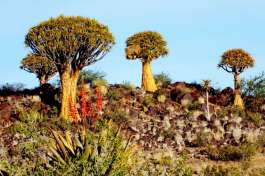 Quiver Tree Forest 