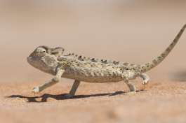 Chameleon in Desert 