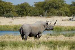 Etosha black Rhino 