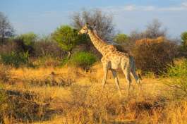 Waterberg Plateau Giraffe 