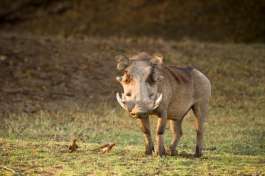 Large Warthog in South Luanqwa 