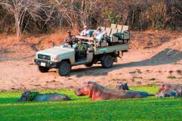 Game Drive With Hippo in South Luanwa 