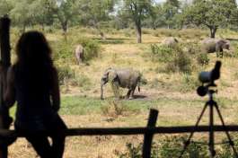 Elephants Viewed From Treehouse 