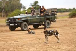 Wild Dogs on Game Drive by Lion Camp 
