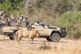 Safari with Lion 
