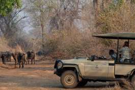 Safari Drive with Buffalo in Lower Zambezi 