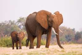 South Luangwa Elephant and Calf 