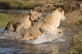 Lions in South Luangwa 