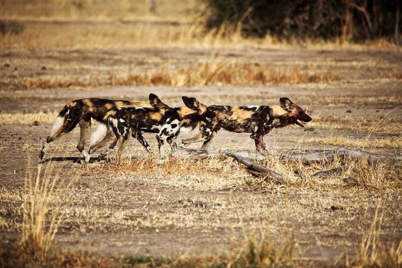 Wild dogs in South Luangwa