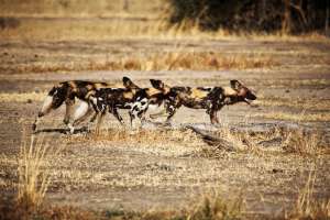 Wild dogs in South Luangwa