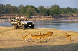 Game drive With Puku 