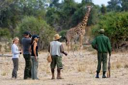 Walking Safari with Giraffe in South Luangwa 