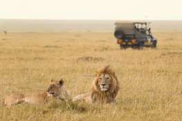 Lions in Masai Mara 
