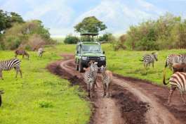 Safari Vehicle and Zebra in Serengeti 