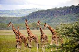 Giraffes at Lake Nakuru National Park 