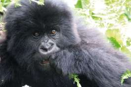 Uganda Gorilla 