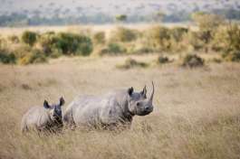 Black Rhinos in Masai Mara 