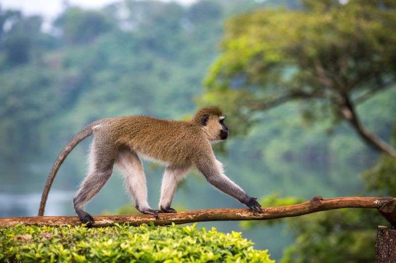 Vervet Monkey at Jinja