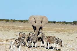 Elephant  & Zebras in Etosha National park 