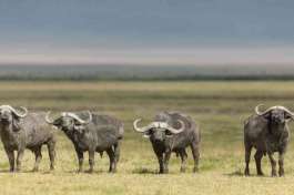 Ngorongoro Buffalo Bulls 