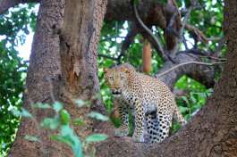 South Luangwa Leopard 