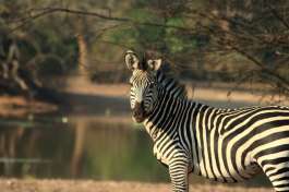 Zebra in South Luangwa 