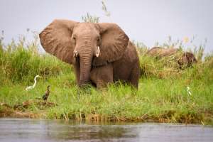 Elephant at Kafue River 
