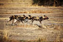 South Luangwa Wild Dogs 