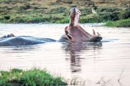 Kafue River Hippos 