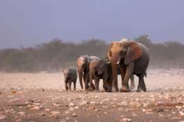Etosha National Park Elephants 