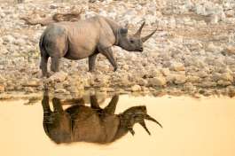 Etosha National Park Rhino at Waterhole 