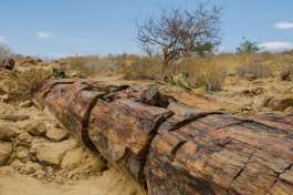 Petrified Tree 