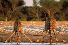 Giraffe Drinking in Etosha National Park 