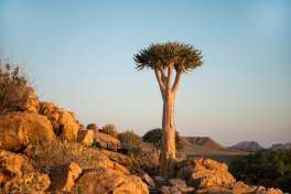 Quiver tree Namibia 