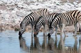 Zebras at Etosha Water hole 