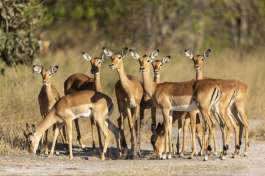 Impala Herd in Khwai 