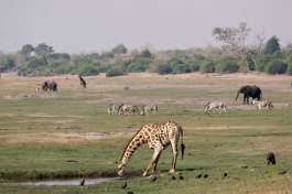 Chobe River Scenery 