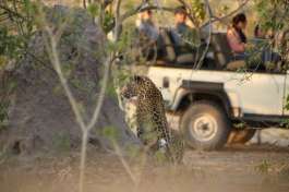 Leopard on Game Drive 