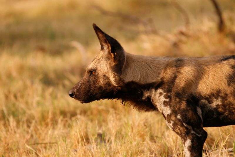 Moremi Wild Dog