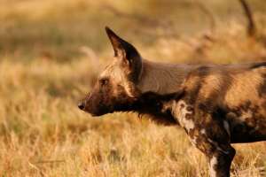 Moremi Wild Dog