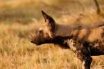 Moremi Wild Dog 